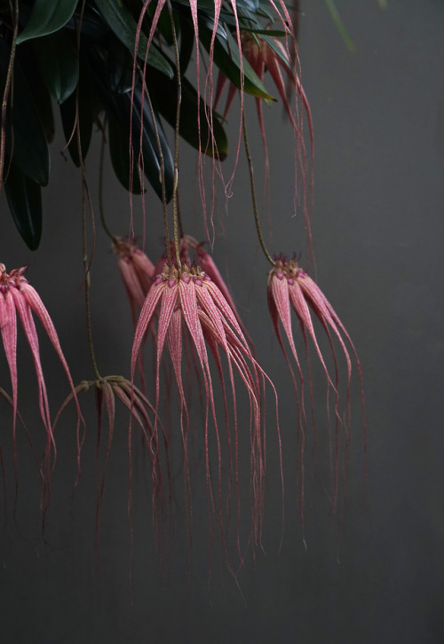 Bulbophyllum Elizabeth Anne ‘Buckleberry’ AM/AOS(longissimum x rothschildianum)