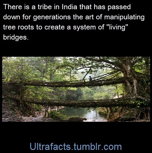 narcissustea:
“ ayellowbirds:
“ ultrafacts:
“ sky-dragoon-twilight:
“ ultrafacts:
“ Source
Follow Ultrafacts for more facts
”
WHOA!
” ”
They are not some anonymous “a tribe in India”, they are the War-Khasi. Speaking as a former anthro student and as...