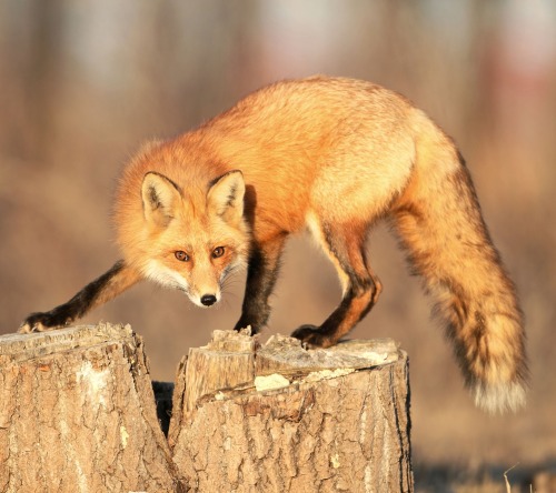 beautiful-wildlife: Sur un pied d'estale by Denis Dumoulin