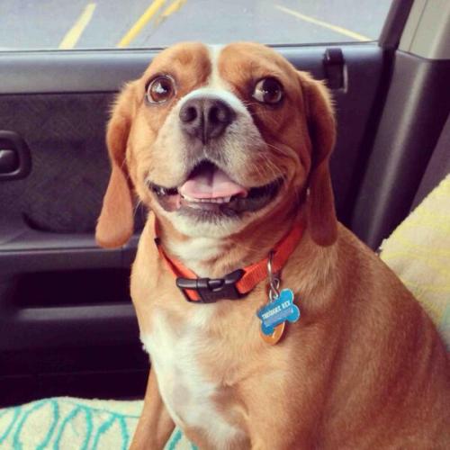 barrageofnerdery:guy:mistressmalfoy: my dad doesn’t believe that dogs can smile so here is a c