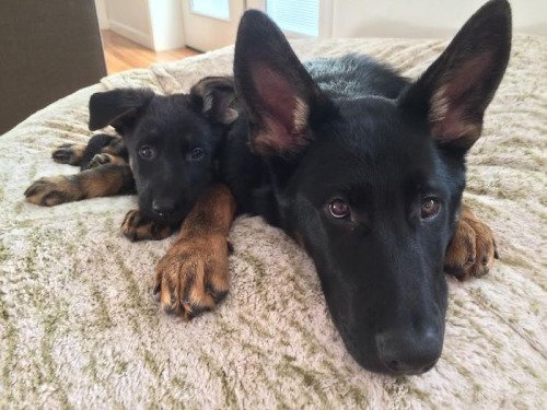 babyanimalgifs:  baby animals blog
