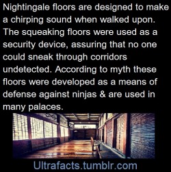 ultrafacts:  beesnerdilies:  ultrafacts:  Source Follow Ultrafacts for more facts  I’VE WALKED ON THOSE FLOORSYes, they make a chirpy sound, it’s very cool  Here is a video for any wondering: [x] 