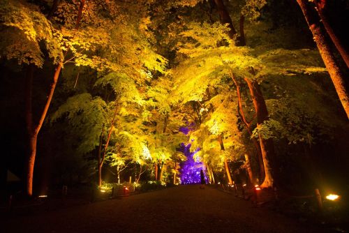 thedesigndome:  Tokyo Forest and Shrine Spectacularly Illuminated In Interactive Light Display The ancient sanctuary, Shimogamo Shrine and its neighbouring forest has been illuminated in two brilliant interactive light displays by Teamlab. Keep reading