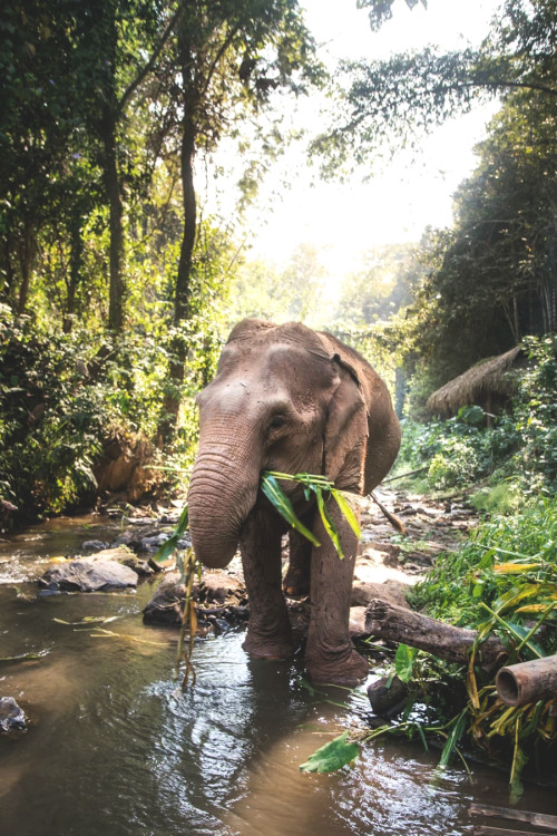 lsleofskye:    Toto Elephant Sanctuary, Chiang Mai, Thailand (Link for location) | callumslade