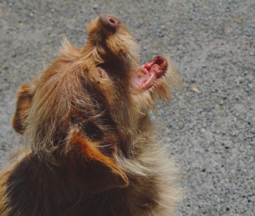 #dog #pet #animal #cute #lugo #spain #galicia #summer #sunny #canon1300d #portrait (à Lugo)