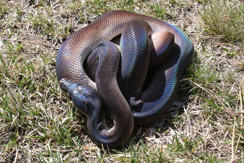 It’s a struggle to get Jupiter to sit still, but at least these photos show off his iridescence in t