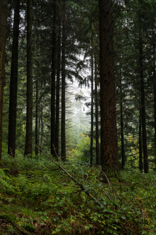 talkstotrees:and so autumn begins | looking backsoft and distant callinglike a faded memorythis life has its victoriesbut its defeats tear so viciously(Cowboy Junkies, This Street, That Man, This Life)20/09/26-15