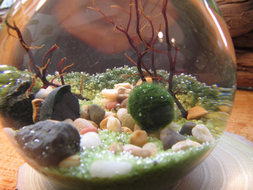 wickedclothes:  Reclaimed Lightbulb Terrarium Inside of this reclaimed lightbulb lies sand, seashells, assorted pebbles, and marimo, otherwise known as Japanese moss balls. Marimo, a prized plant in Japan, is grown underwater and requires only low light