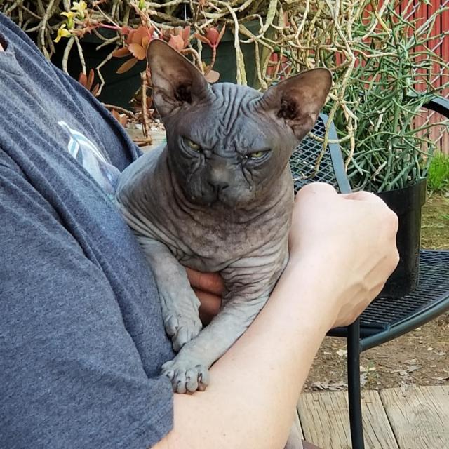 [OC] Meet Smurfie,just adopted 12 yr old ex stud cat living his best life now...😁 #Pets#Mascotas#Pet#Mascota#Maskota