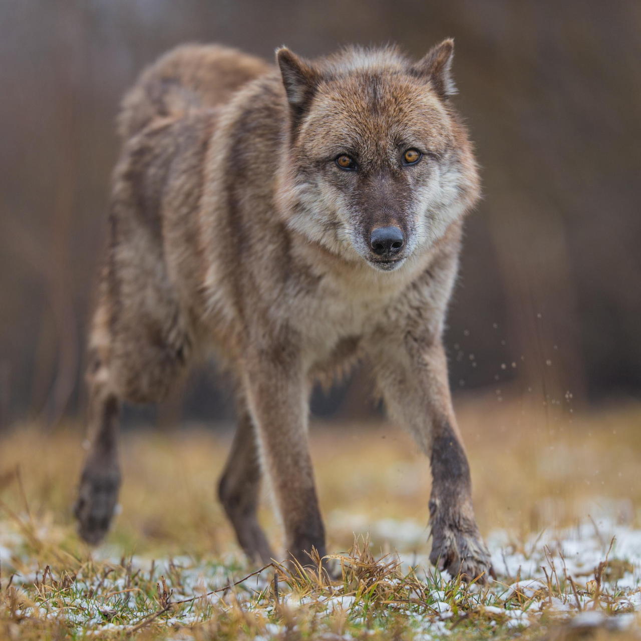 llbwwb:  (via 500px / Alpha Female by Evan Kokoska) 