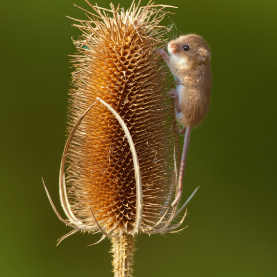  this is a harvest mouse appreciation post 
