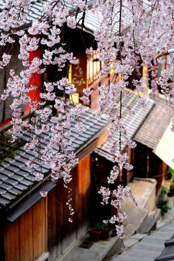 plasmatics:  Spring in Kyoto by Yasuhiro