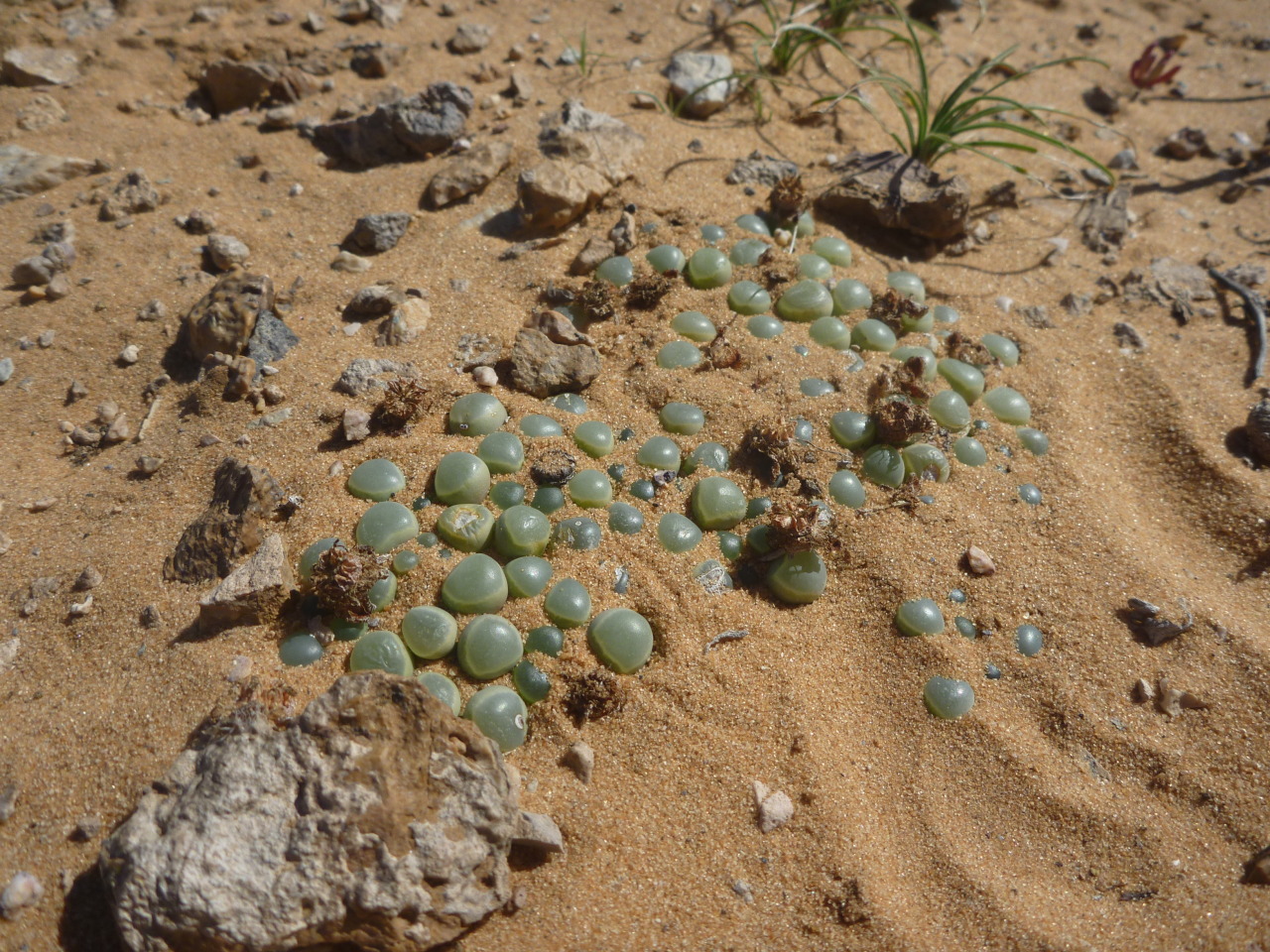fingersandfelines:  &ldquo;While searching for [pebble plants in the Namib Desert],