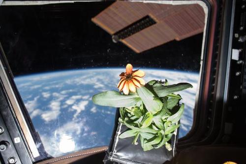 spaceexp:  Flower grown inside the International Space Station orbiting Earth January 2016 via reddit