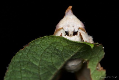 wildtokyo-jp: A Midsummer Night’s DreamMoth portraits in JulyPachista superansAmpelophaga rubiginosa