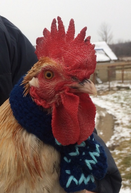 lizzywhimsy:  I present to you a hen in a hat and a rooster in a scarf