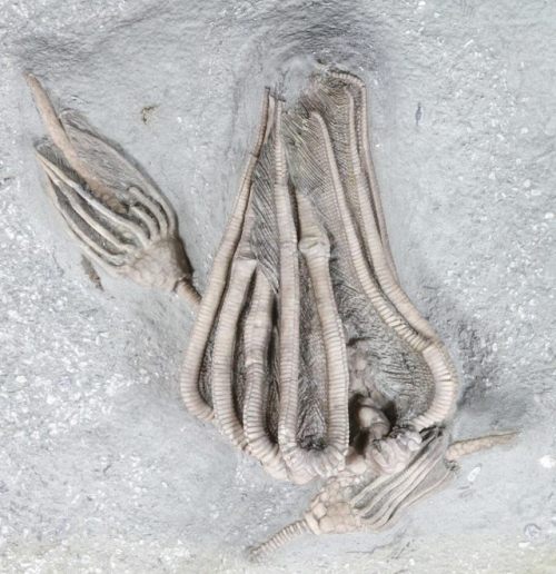 fossilera:Spectacular Crinoid &amp; Starfish Association - Crawfordsville, IndianaThis is a spec