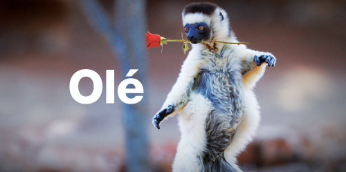conairformen:  Can anyone tell me why lemurs look like suave, seductive men that could hypothetically be named Esteban?