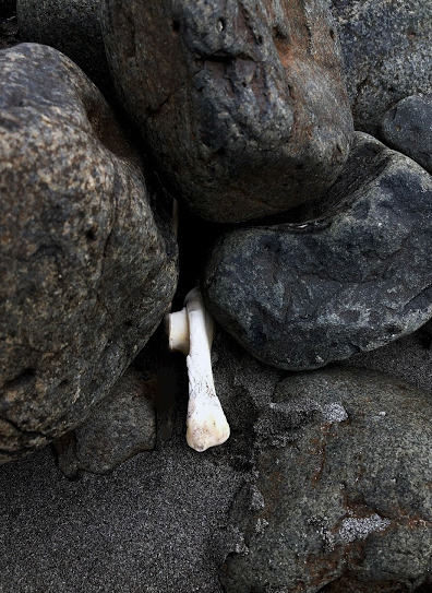 Bone
Palm-sized, bleached bone
Clare Robb
Isle of Eigg, Small Isles, Inner Hebrides
August 19, 2021
56.8937° N, 6.1533° W
Sinking; sea level rise and coastal flooding are key climate change risks for Scotland.
–––––––––
A unique place-the Isle of...