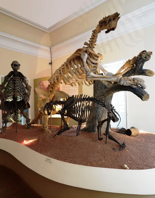 lupins: lupins:  lupins:  one of the oldest and arguably the most important museum