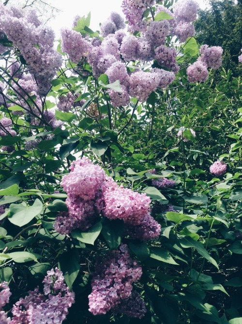 travels-ofadreamer:Lilacs and other flowers, Blenheim Palace 