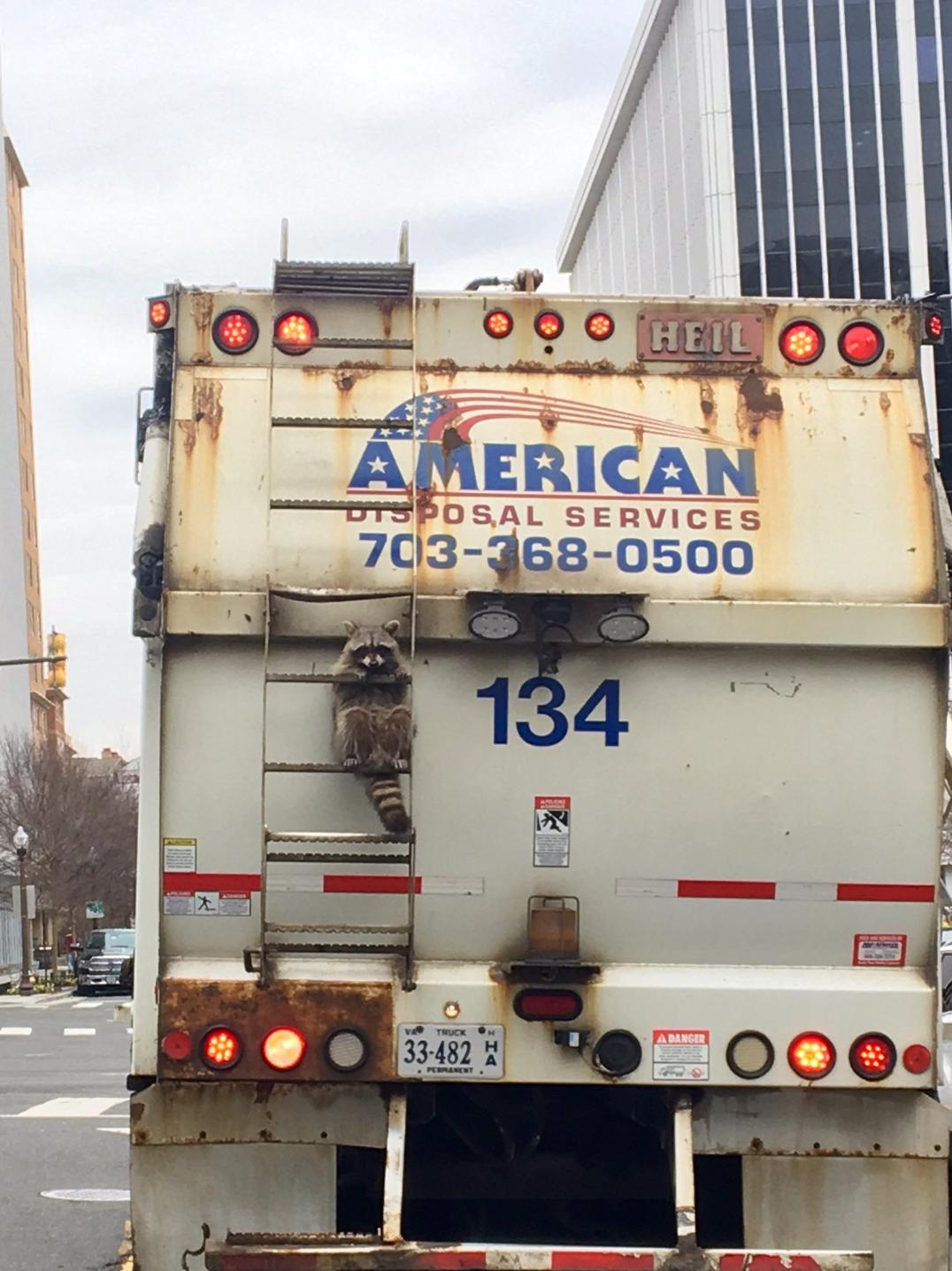 awwww-cute:  He just wanted some trash… (Source: http://ift.tt/2lfo1TX)