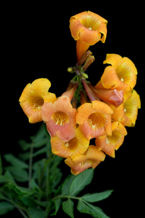 conspectusargosy: Yellow bells flowers photographed in UVIVF and traditional light.