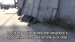 gifsboom:  A homeless dog living on the streets