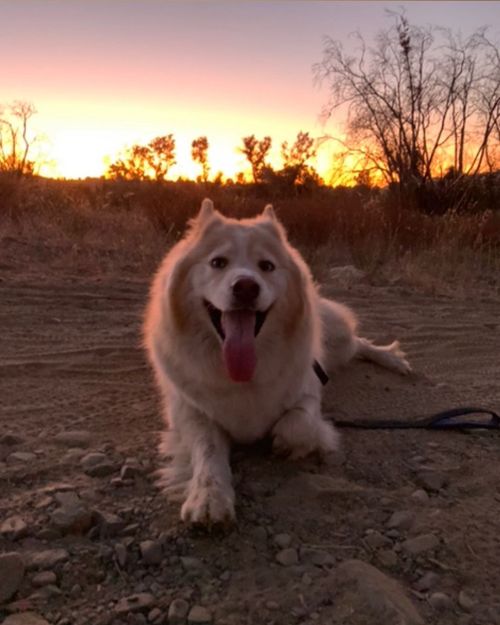 Golden hour ☀️ #theview #doghike #gsd #gerberianshepsky #husky #siberianhusky #germanshepherd #dogs