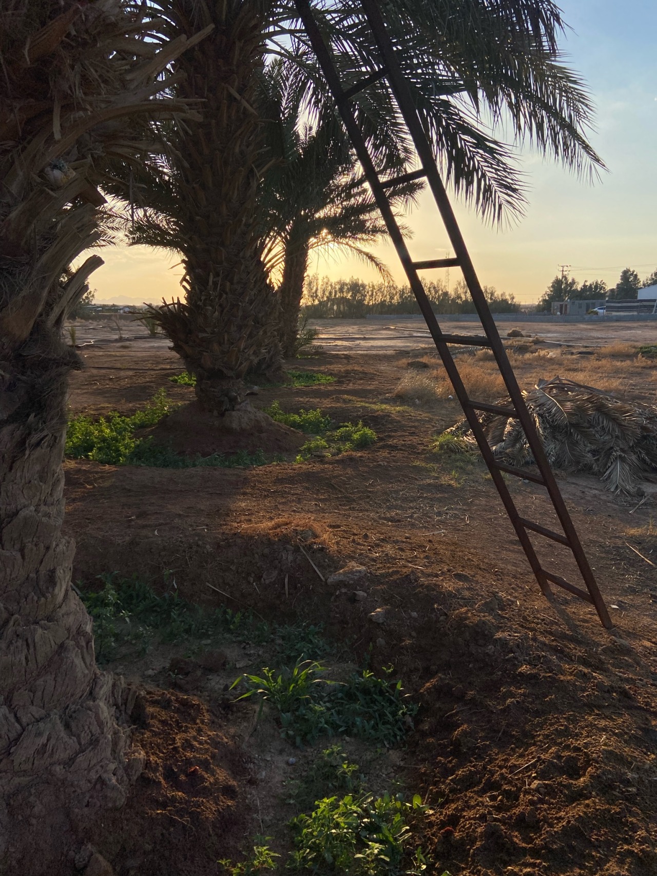 بُشراكَ ياوطني عدوُّكَ هالِكٌ والبغيُّ لا يبقى مدى الأحقابِ ضد البغي / العدل