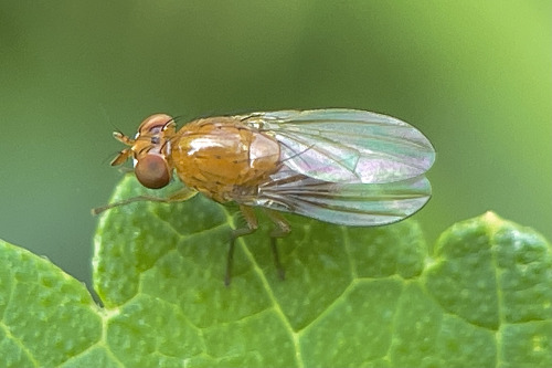 I See At Least One Cool Bug A Day, And Usually Many More, But Its Not Because I Live Anywhere Particularly