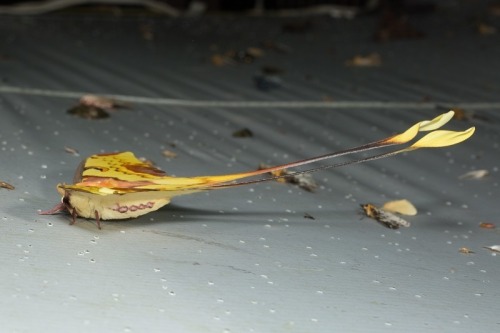 Malaysian Moon Moth Males, Actias Maenas, Saturniidae