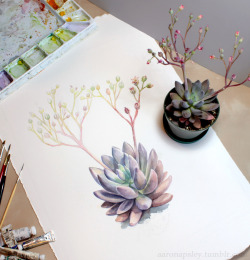 aaronapsley:  Watercolor botanical illustration work in progress - Pachyveria ‘Royal Flush’ in bloom. 