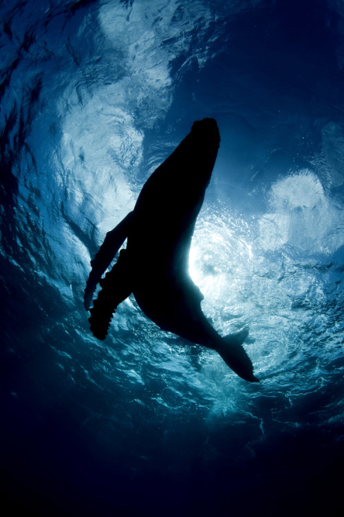 nature-madness:  Shadow Of A Species | Scott Portelli This silhouette of a Humpback Whale calf was taken in the Kingdom of Tonga in the south pacific where Humpbacks frequent the waters each year to mate and give birth. 