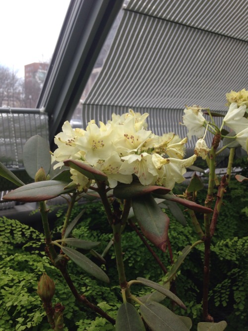 4.20.16 - Rhododendrons! My other all-time favorite springtime flowers. ❤️