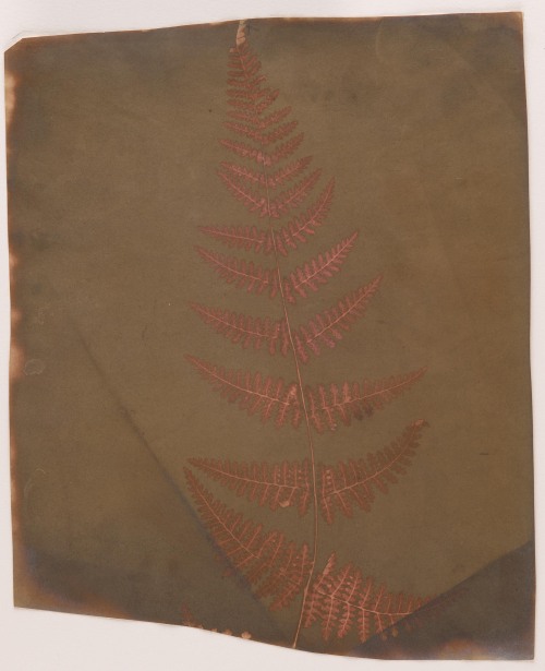 artherbarium:William Henry Fox Talbot (1800-1877),