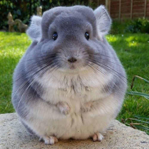 awwww-cute:  Fluffy boi (Source: https://ift.tt/2JMRQHw) porn pictures