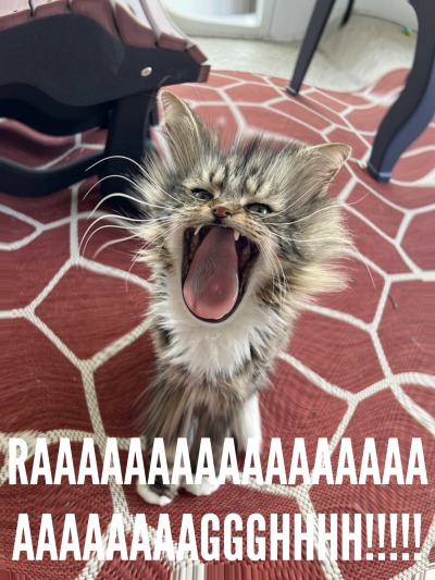 cat scream
