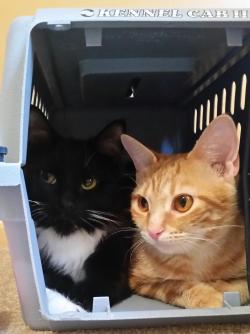 awwww-cute:  Adopted these cuddle buds last