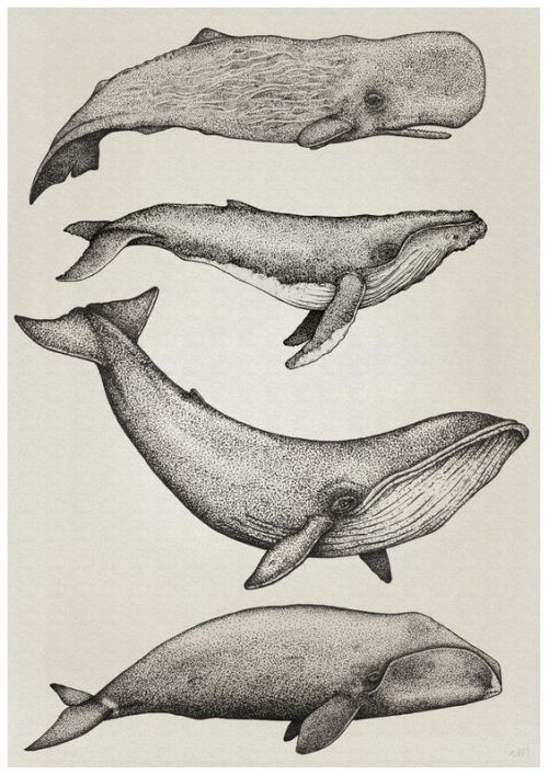 1000drawings:    By Nathan Miller  