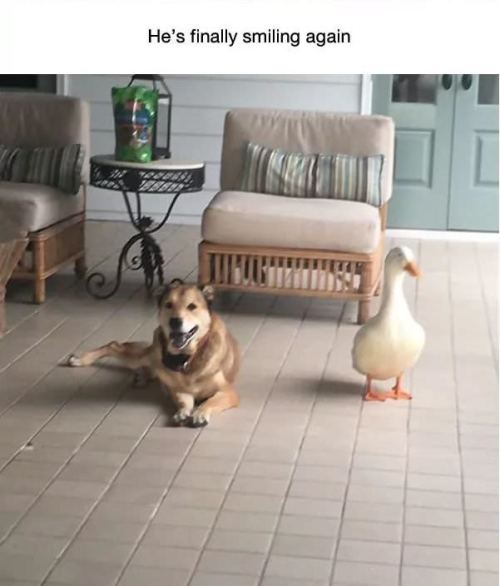 catchymemes: This dog was depressed for 2 years after his best friend died, but then this duck showed up