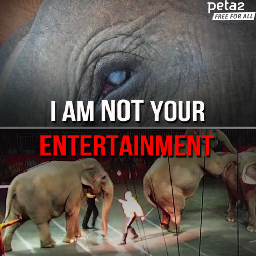 peta2:  Elephants are intelligent, amazing individuals who deserve respect!Please do not go to the circus.
