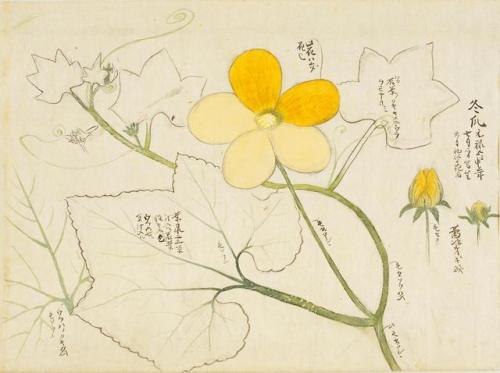 iamjapanese: KANŌ Shigekata（狩野 重賢 Japanese） Sōmoku Shasei 草木写生  秋  Scrolls of Flower Paintings, Autu