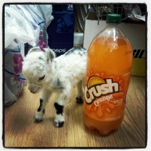death-by-lulz:  This post has been featured on a 1000Notes.com blog!
