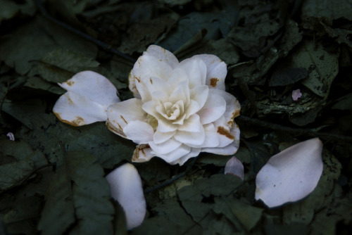 rasluka17:White camellia (photoshopped) by Crystalline Radical on Flickr.