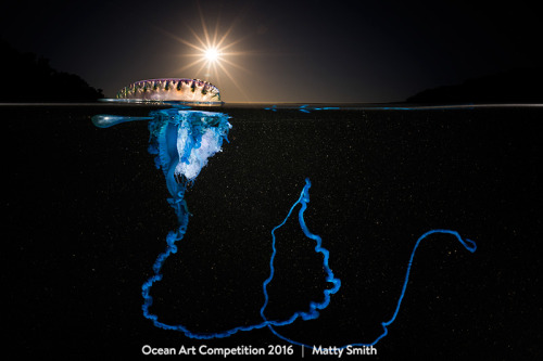 Some of the winners of the 2016 Ocean Art Competition. Learn more about these images and see many mo