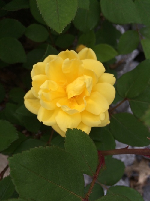 flowurish:  different flowers I saw on a walk the other day