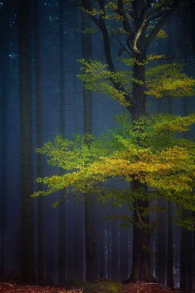 musefraisedesbois:  Fairyland  //  