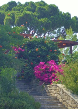 vwcampervan-aldridge:  Pink Bougainvillea