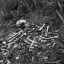 snake-cult-blog